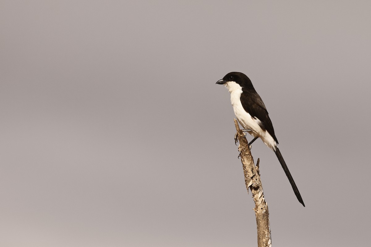 Long-tailed Fiscal - Stu Elsom