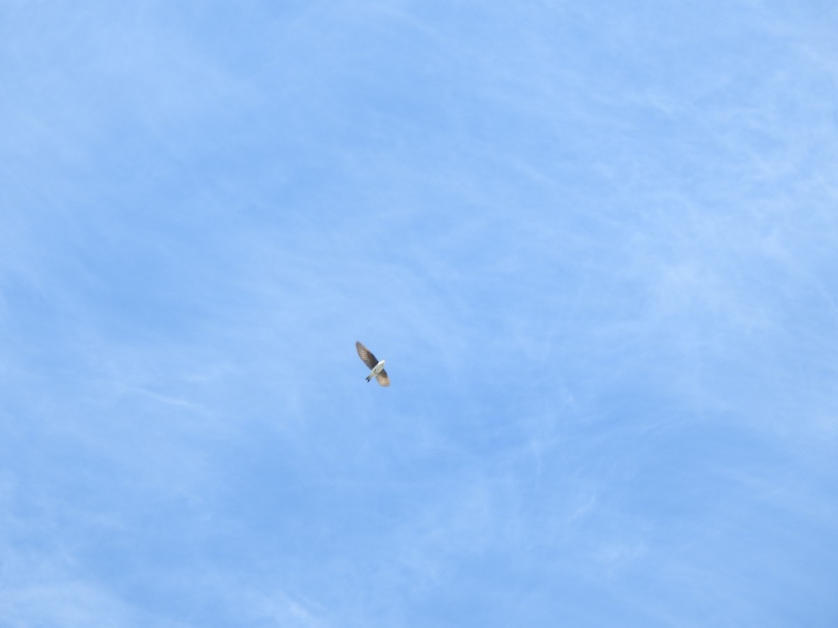 Tree Swallow - ML544454571