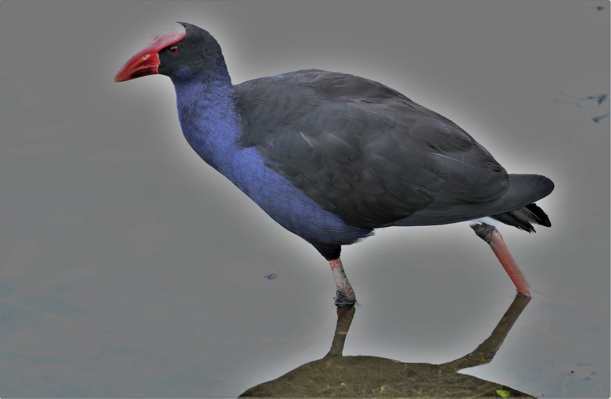 Australasian Swamphen - Chris Conard