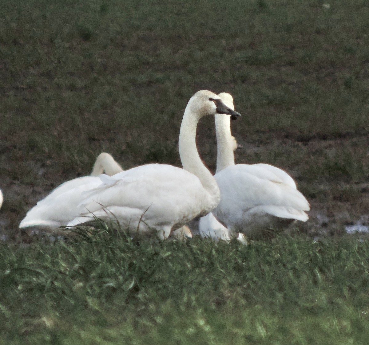 Tundra Swan - ML544454941