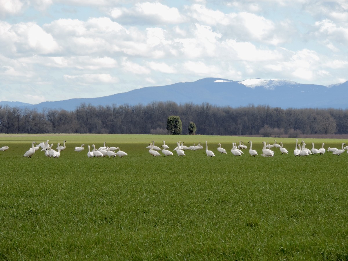 Tundra Swan - ML544454951