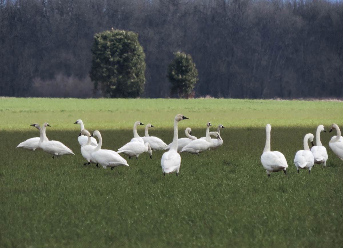 Tundra Swan - ML544454961