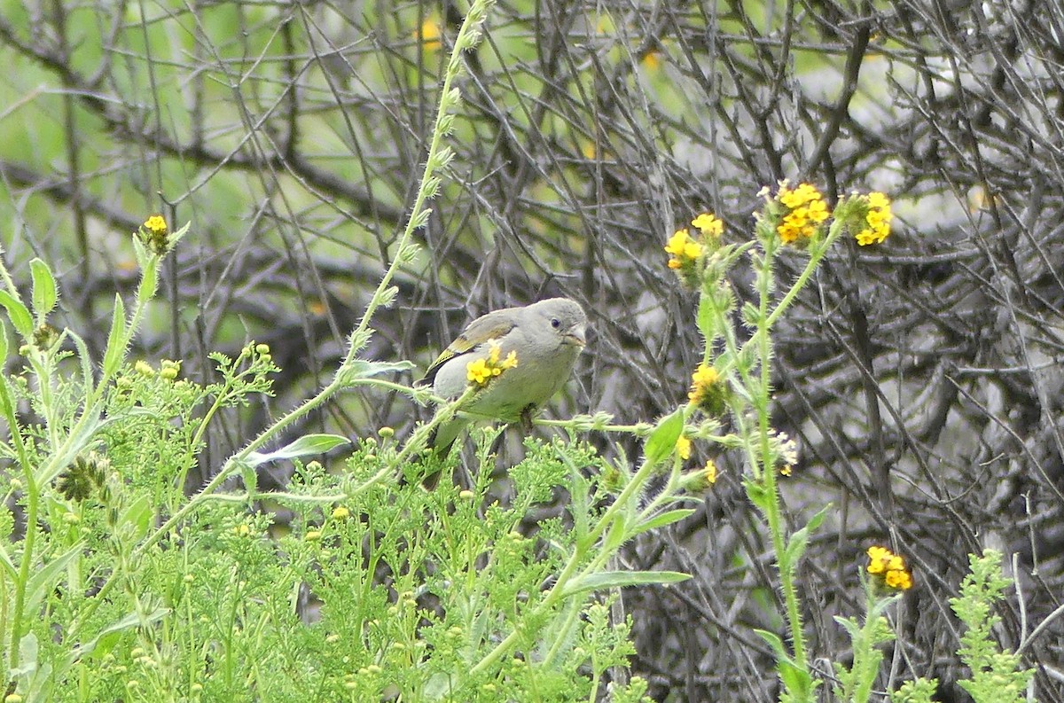 Lawrence's Goldfinch - ML544455461