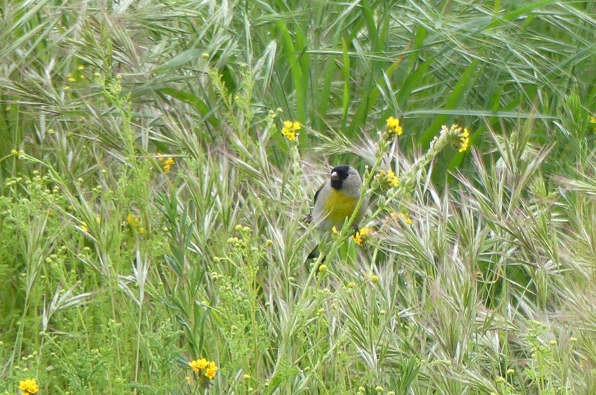 Lawrence's Goldfinch - ML544455781