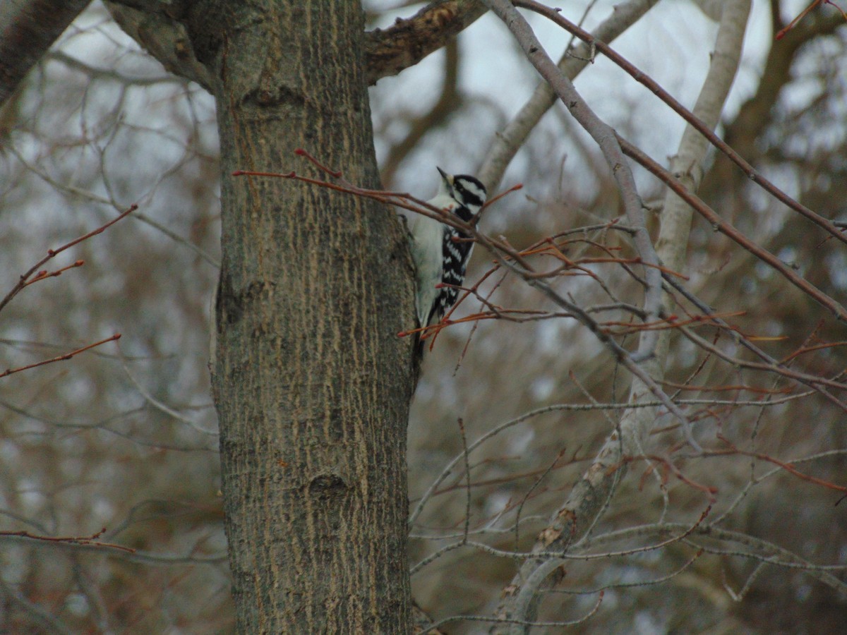 Downy Woodpecker - Miguel Chang