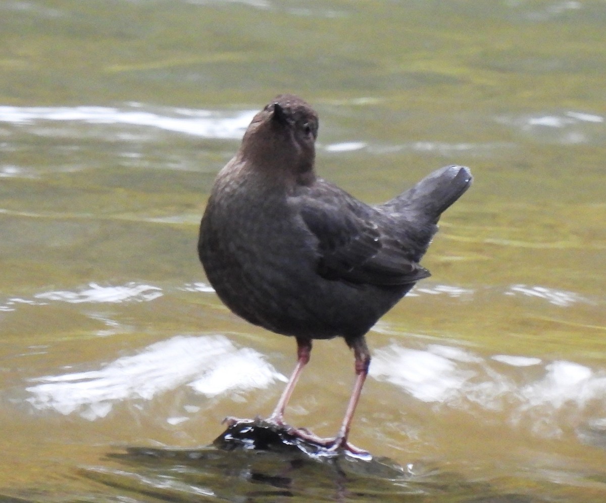 American Dipper - Rick Bennett