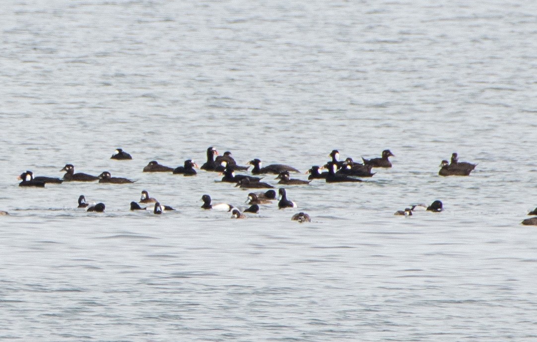 Greater Scaup - ML544457501