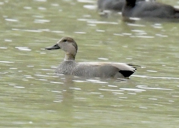 Canard chipeau - ML544457591