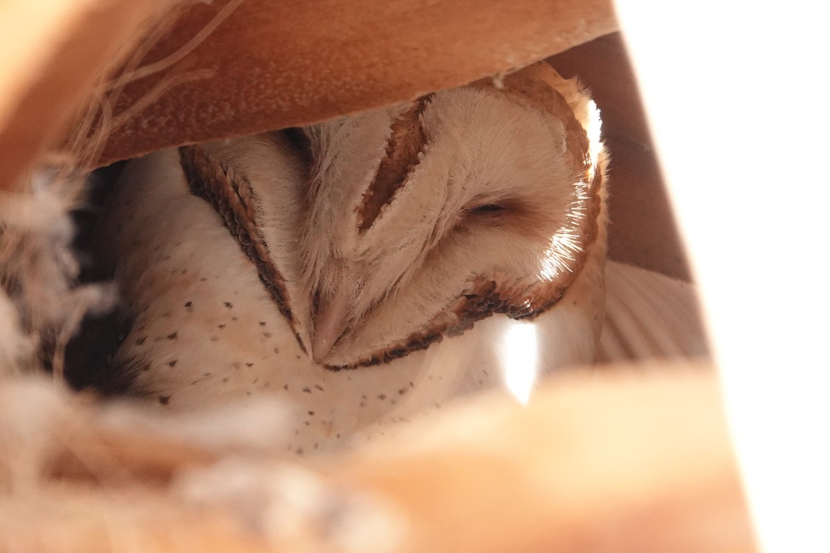 Barn Owl - ML544457731