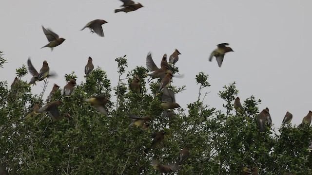 Cedar Waxwing - ML544458771