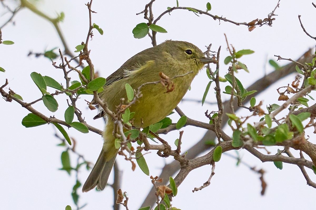 Orange-crowned Warbler - ML544460341