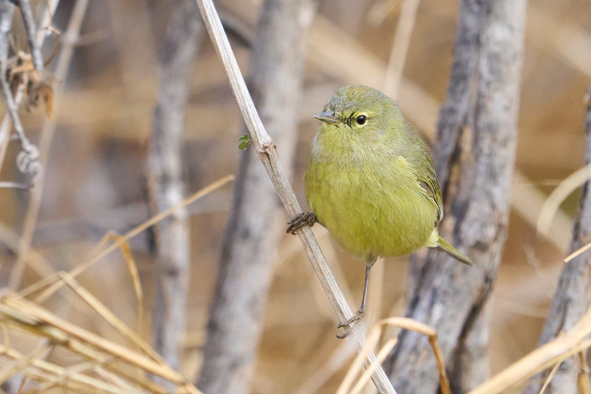 Orange-crowned Warbler - ML544460351