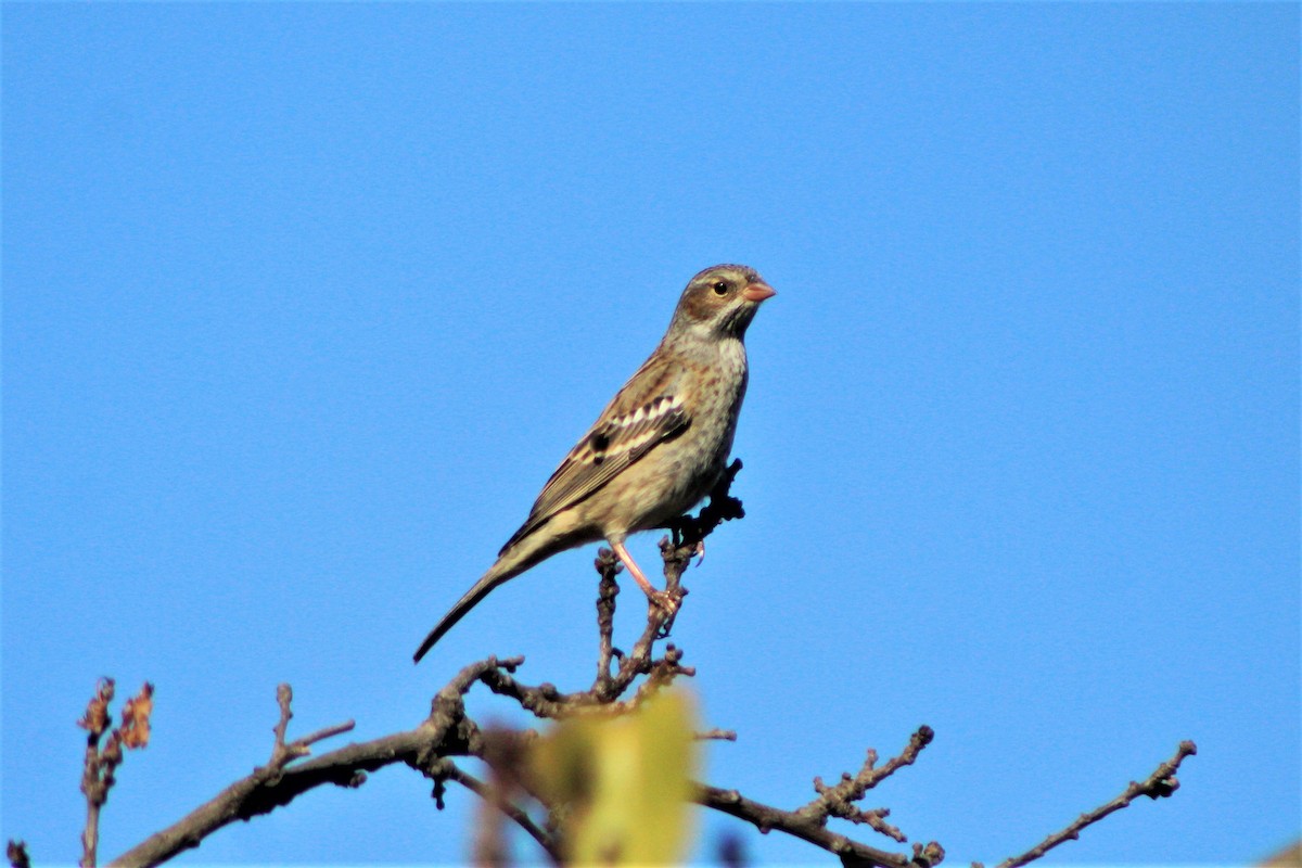 Mourning Sierra Finch - ML54446131