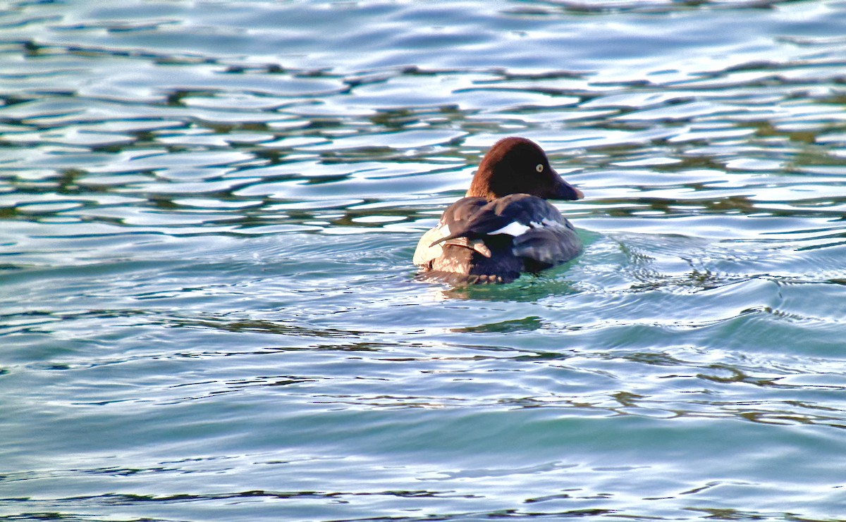 Common Goldeneye - ML544463431