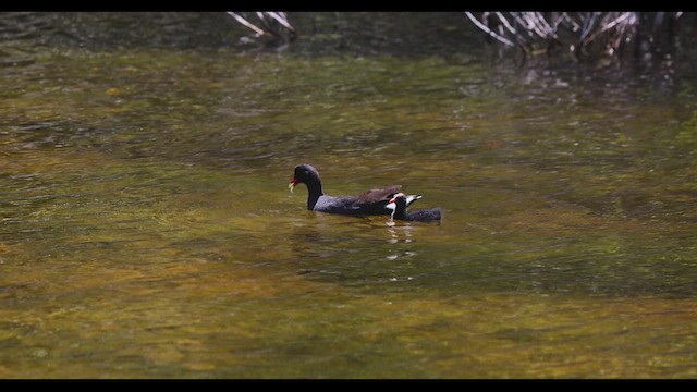 Common Gallinule (American) - ML544463821