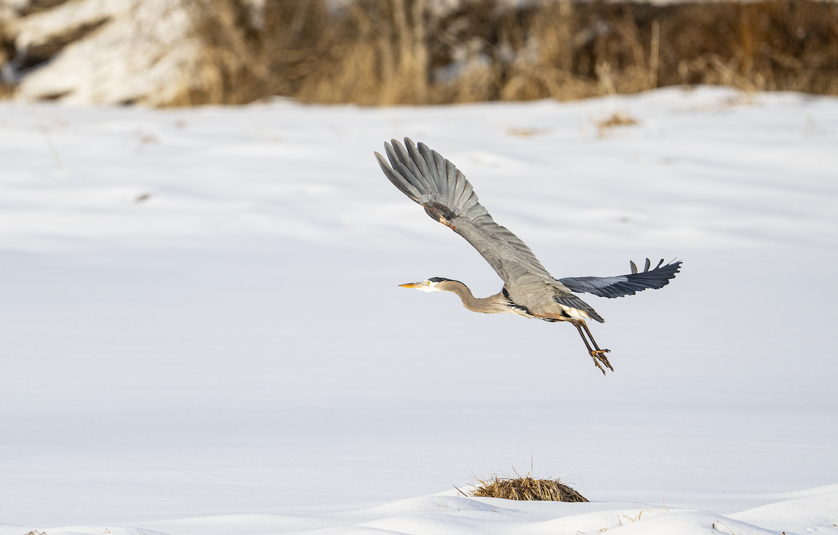Great Blue Heron - ML544465321