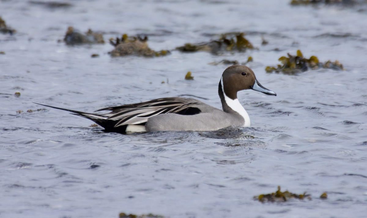 Northern Pintail - Susan and Andy Gower/Karassowitsch