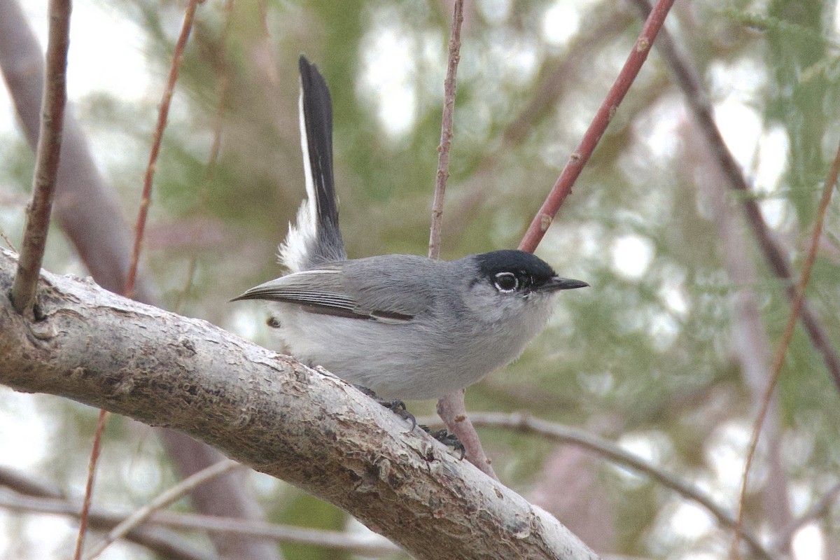 Black-tailed Gnatcatcher - ML544466801