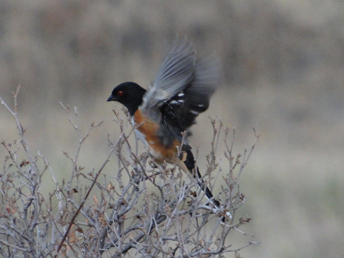 Spotted Towhee - ML544466821
