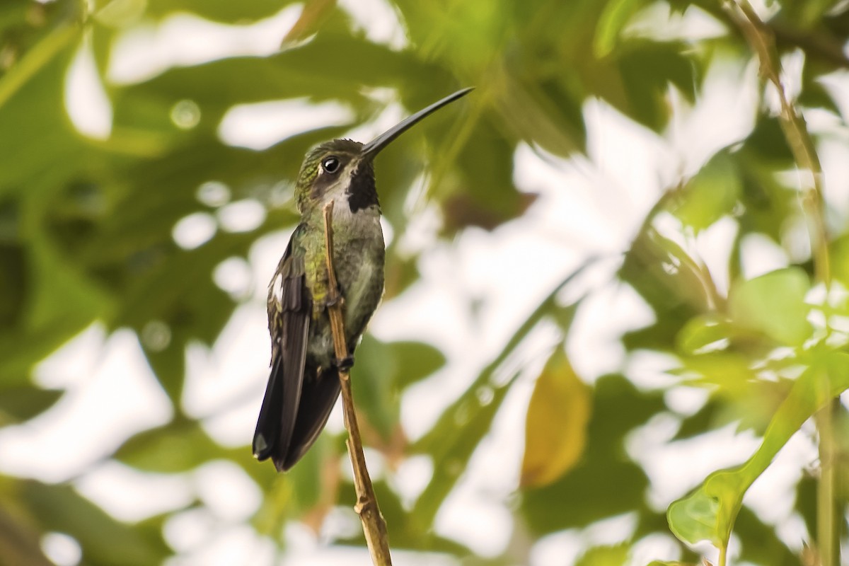 Long-billed Starthroat - ML544468401