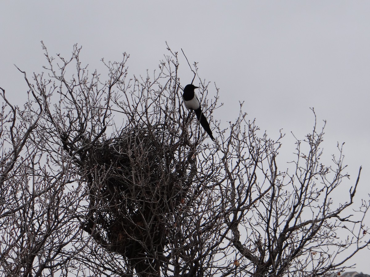 Black-billed Magpie - ML544469291