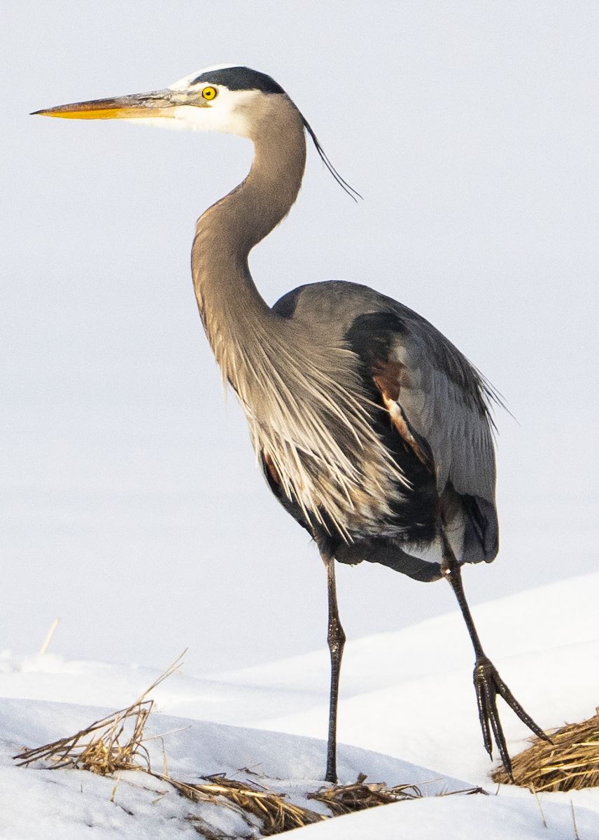 Great Blue Heron - ML544469501