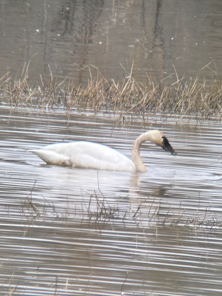 Trumpeter Swan - ML544470051