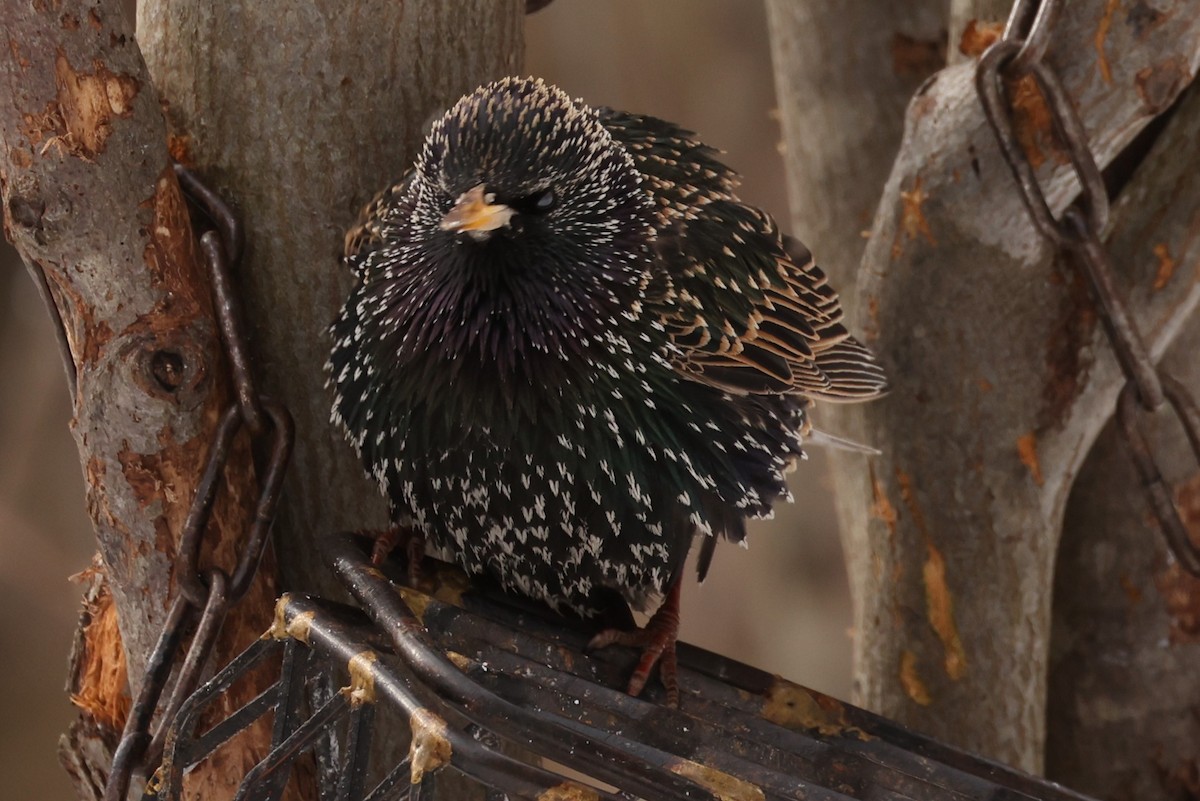 European Starling - ML544470071