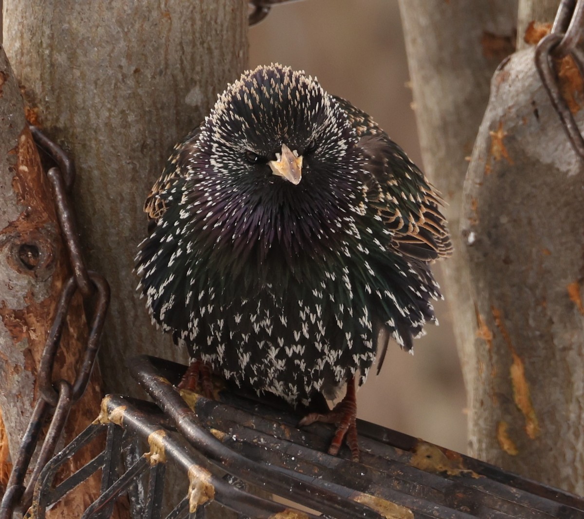 European Starling - ML544470081