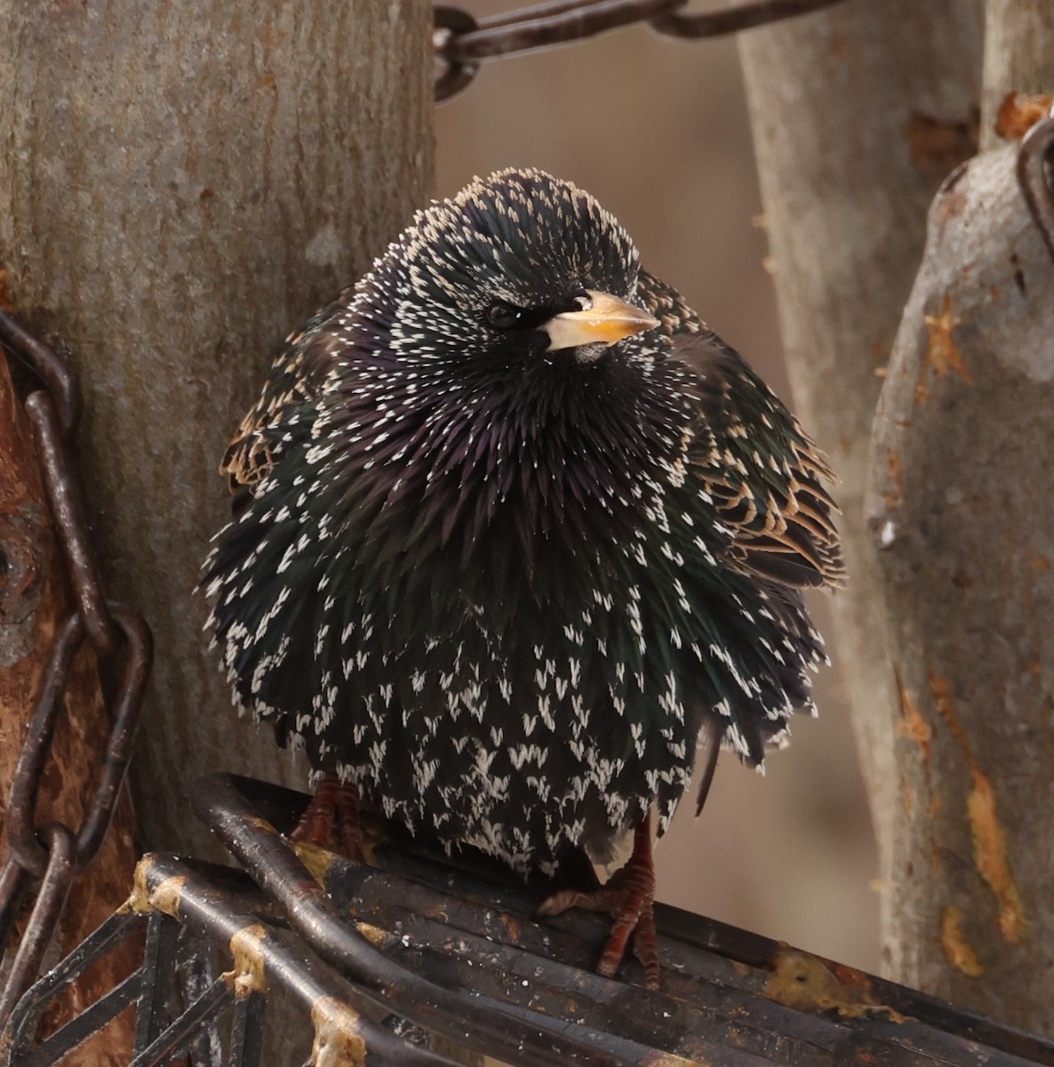 European Starling - ML544470091