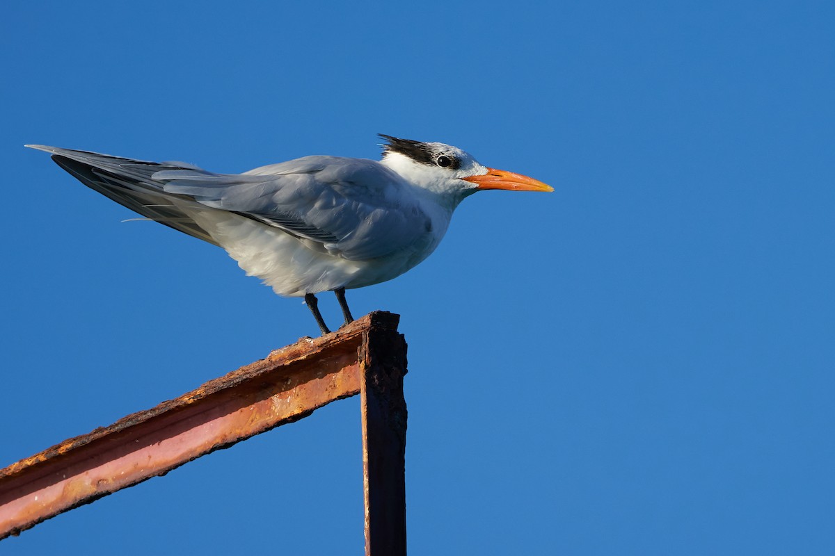 Royal Tern - ML544470511