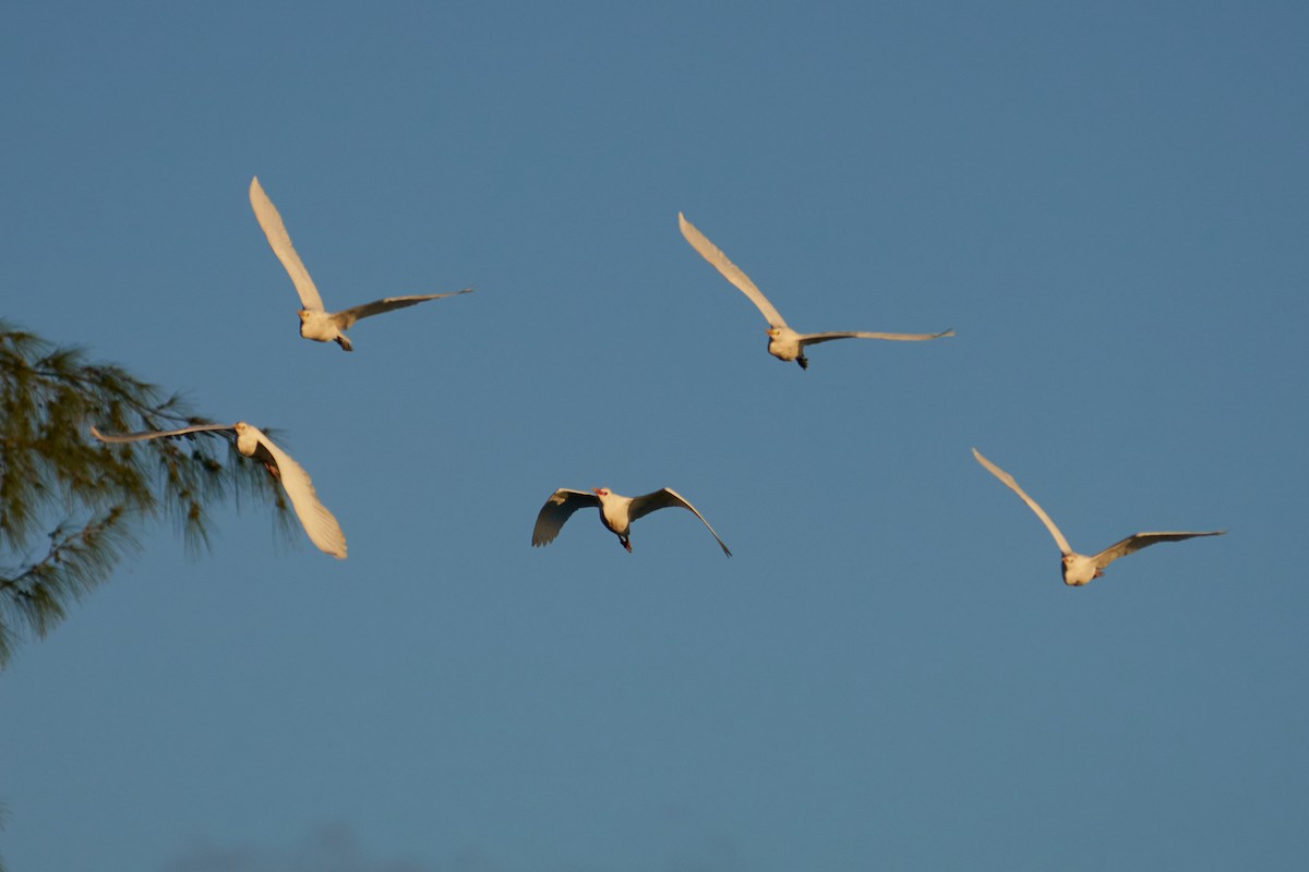 Western Cattle Egret - ML544470641