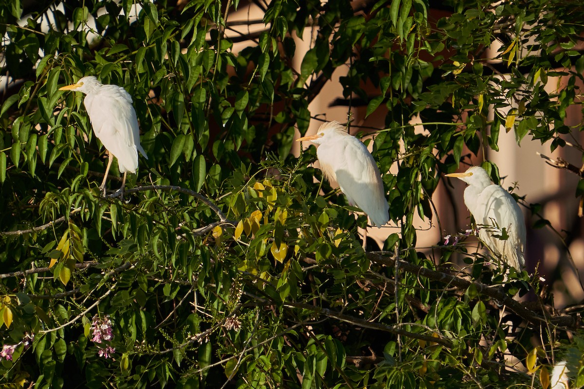 Western Cattle Egret - ML544470651