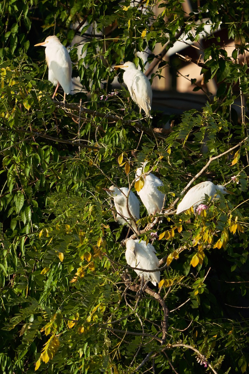 Western Cattle Egret - ML544470661