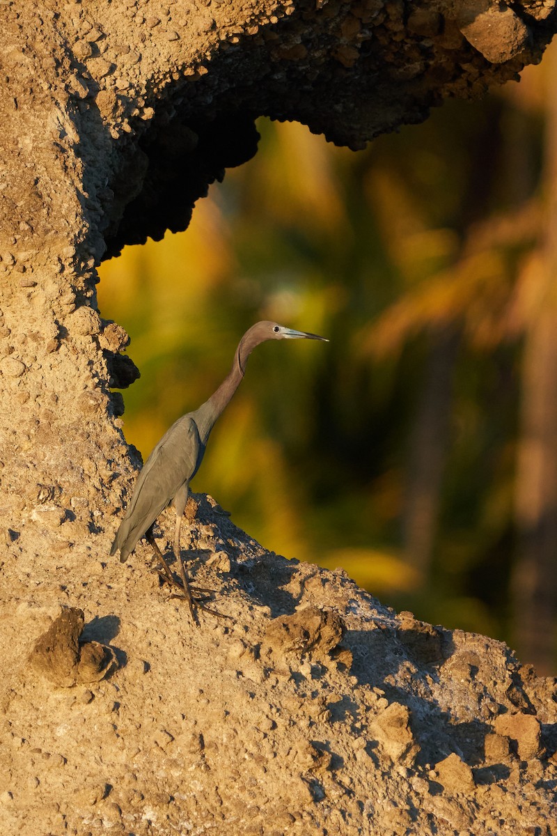 Little Blue Heron - ML544470701