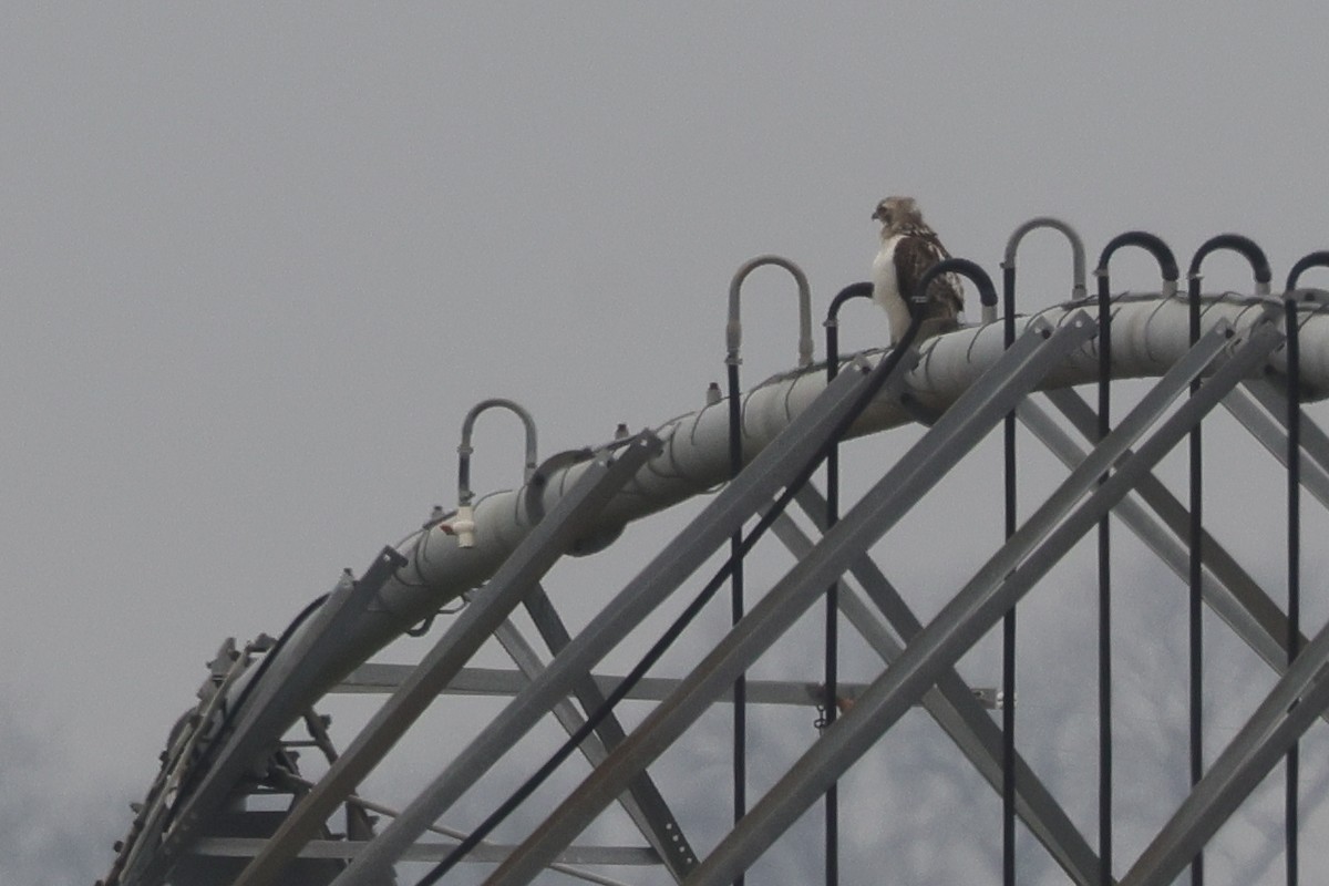 Red-tailed Hawk (fuertesi) - ML544471281