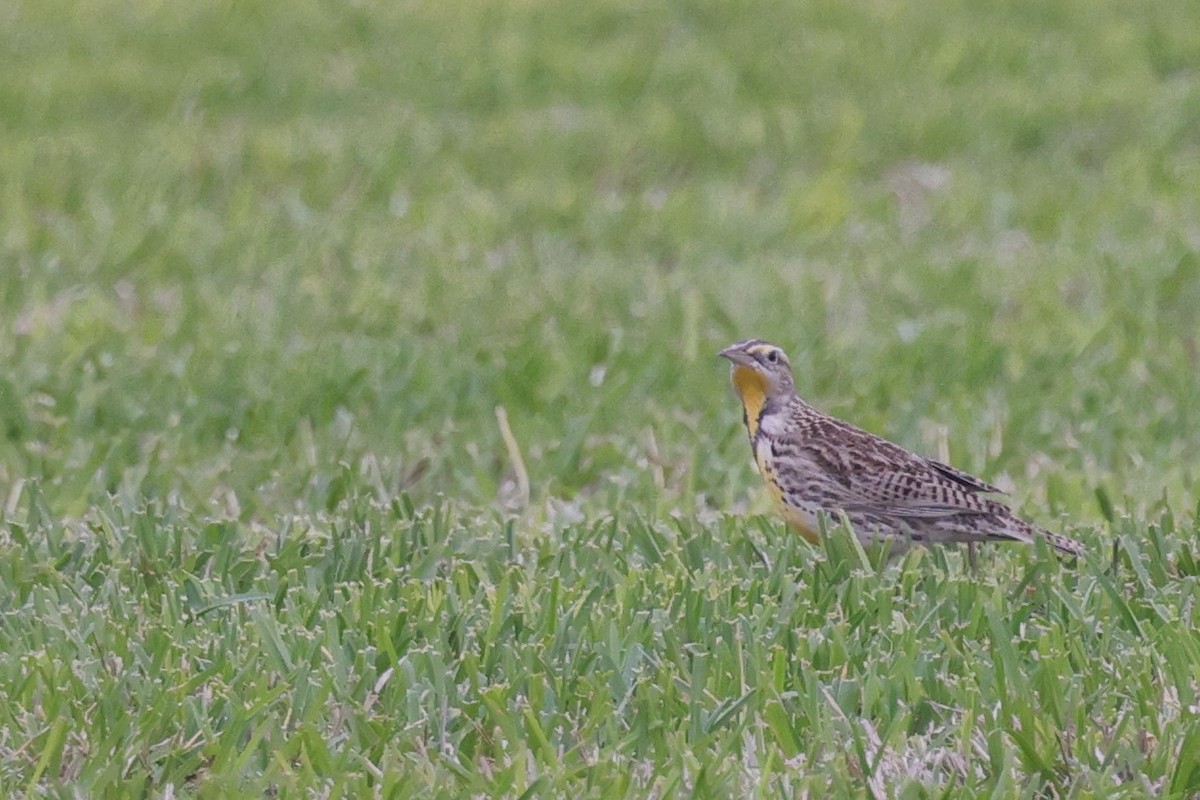 Western Meadowlark - ML544471611