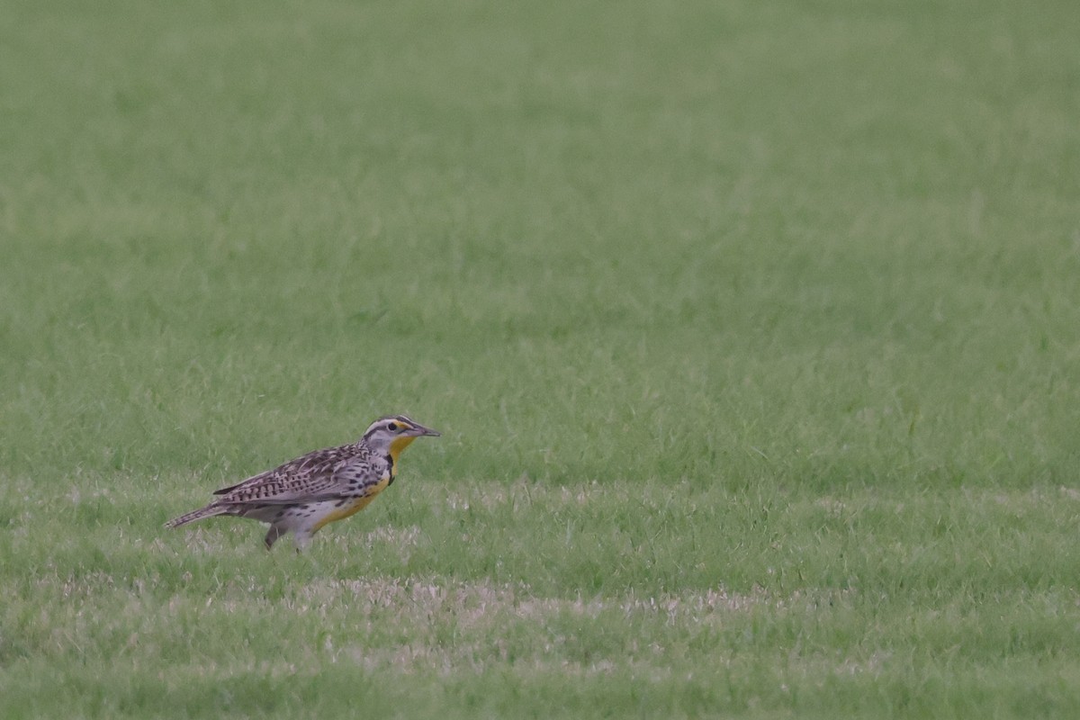 Western Meadowlark - ML544472161