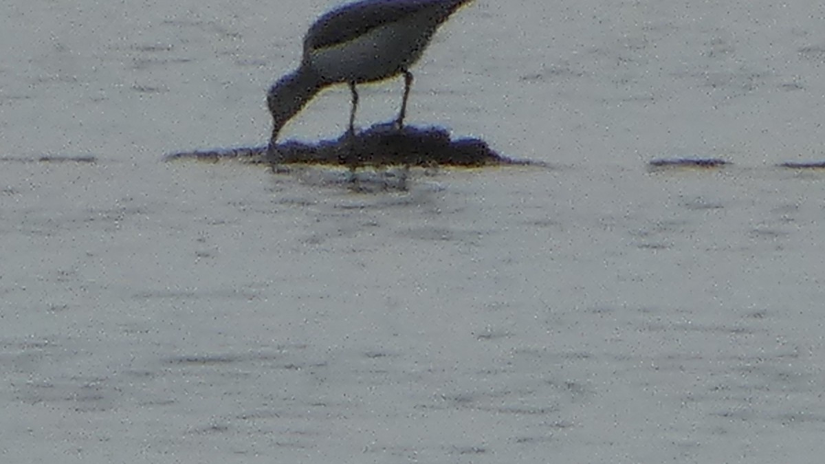 Spotted Sandpiper - ML544472211