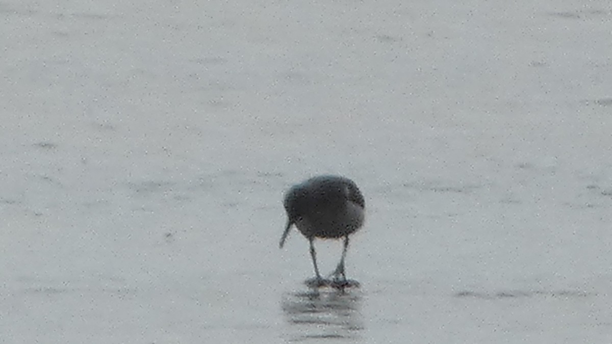 Spotted Sandpiper - ML544472221