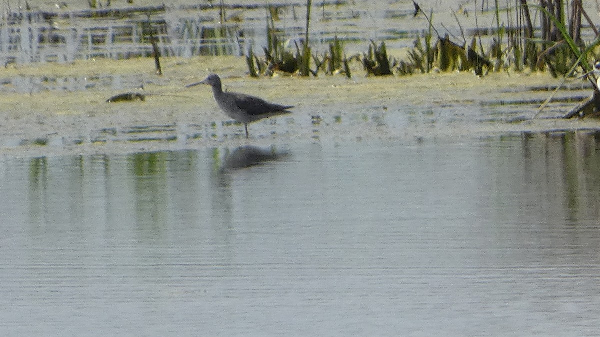 Greater Yellowlegs - ML544472361