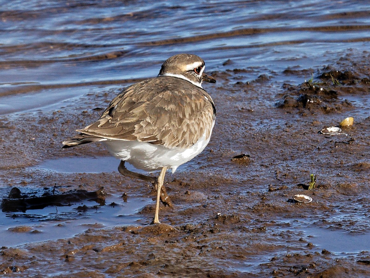 Killdeer - ML544473871