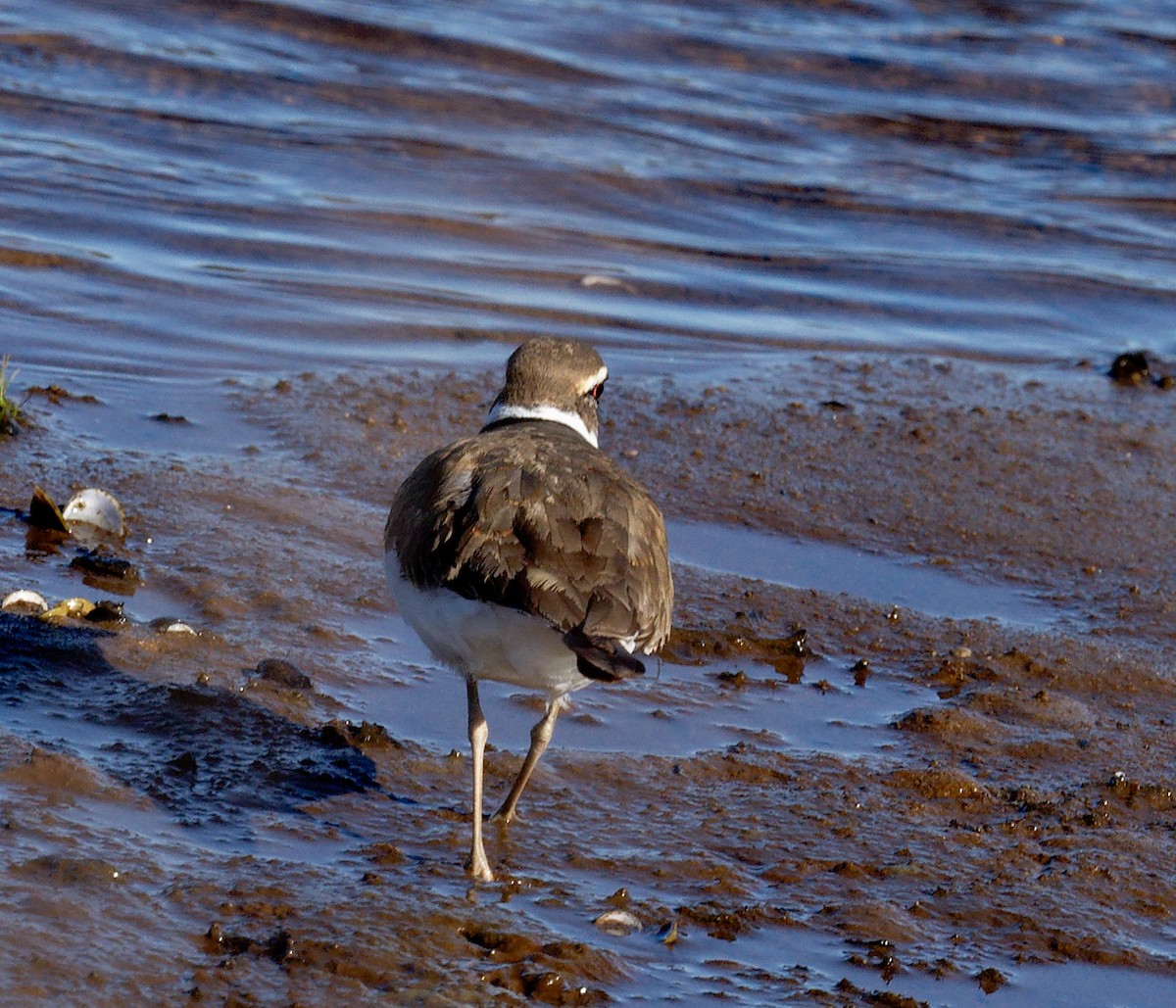 Killdeer - ML544473881