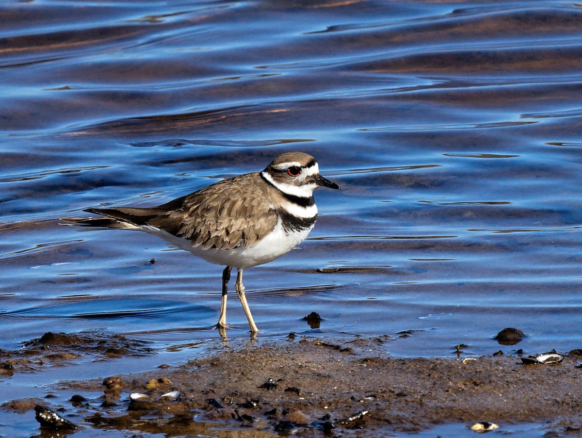 Killdeer - ML544473901