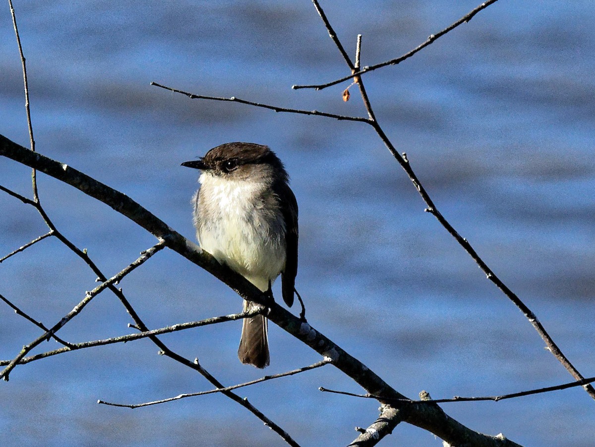 Eastern Phoebe - ML544473921