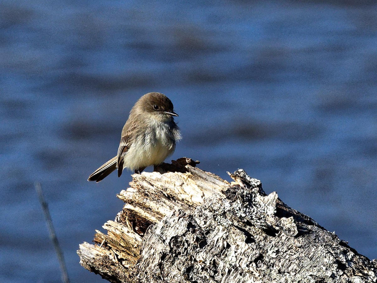 Eastern Phoebe - ML544473931