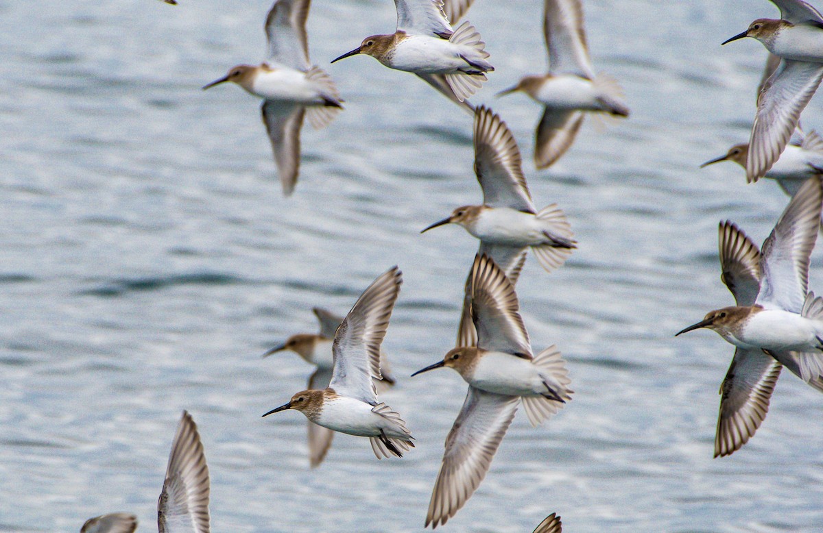 Dunlin - ML544474361