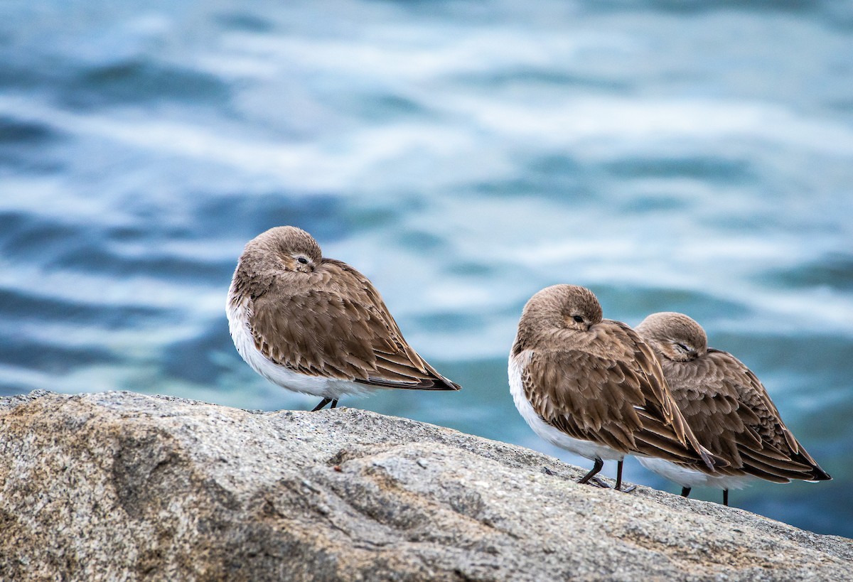 Dunlin - ML544474381