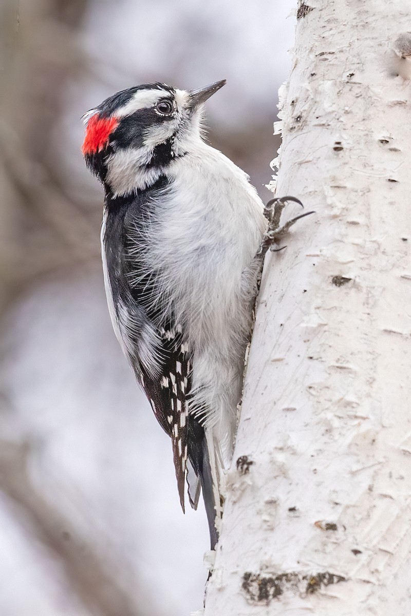 Downy Woodpecker - Leslie Morris