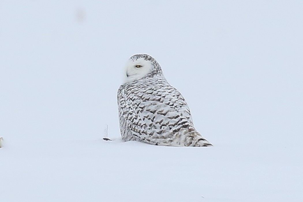 Snowy Owl - ML544475421